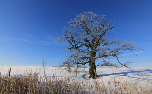 Stanislavavo -+uolas +iem-.jpg